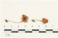 登錄號:F0038201藏品圖，第1張