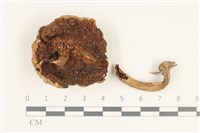 登錄號:F0038205藏品圖，第3張