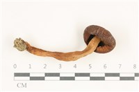 登錄號:F0038206藏品圖，第3張