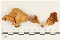登錄號:F0038208藏品圖，第1張