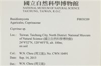 鬼傘屬藏品圖，第2張