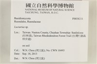 乳菇屬藏品圖，第2張