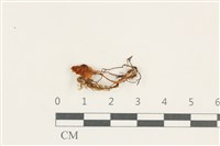 登錄號:F0038212藏品圖，第1張