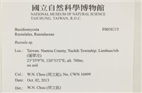 紅菇屬藏品圖，第2張