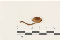 登錄號:F0038217藏品圖，第1張