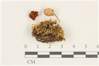登錄號:F0038218藏品圖，第1張