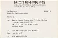 小菇屬藏品圖，第2張