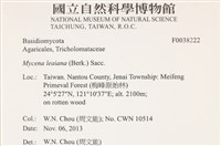 利氏小菇藏品圖，第2張