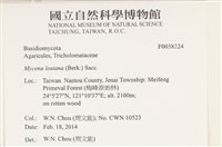 利氏小菇藏品圖，第2張