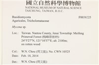 小菇屬藏品圖，第2張