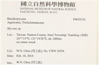 小菇屬藏品圖，第2張