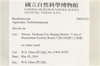 小菇屬藏品圖，第2張