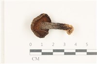 登錄號:F0038229藏品圖，第3張