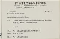 美味羊肚菌藏品圖，第2張