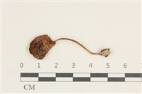 登錄號:F0038236藏品圖，第1張