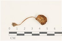 登錄號:F0038236藏品圖，第3張