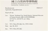 濕傘屬藏品圖，第2張