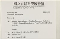 紅菇屬藏品圖，第2張