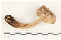 登錄號:F0038240藏品圖，第1張