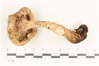 登錄號:F0038240藏品圖，第3張