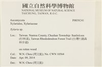 炭角菌屬藏品圖，第2張