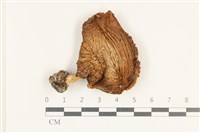 登錄號:F0038243藏品圖，第1張