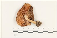 登錄號:F0038243藏品圖，第3張