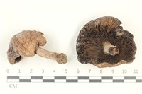登錄號:F0038244藏品圖，第1張