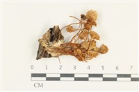 登錄號:F0038245藏品圖，第1張