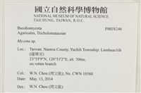小菇屬藏品圖，第2張