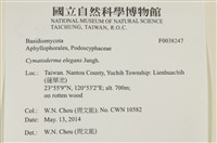 優雅波邊革菌藏品圖，第2張