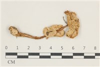 登錄號:F0038249藏品圖，第1張