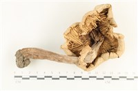 登錄號:F0038251藏品圖，第3張