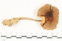 館號:F0038254藏品圖，第1張