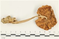館號:F0038254藏品圖，第3張