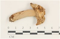 登錄號:F0038255藏品圖，第1張