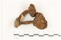 登錄號:F0038261藏品圖，第1張