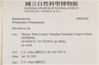 小孔菌屬藏品圖，第2張