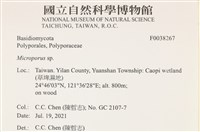 小孔菌屬藏品圖，第2張