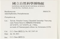 筍殼菌屬藏品圖，第2張