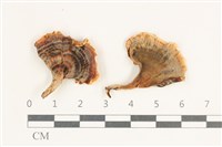 登錄號:F0038273藏品圖，第1張