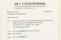 骨皮菌屬藏品圖，第2張