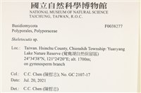 骨皮菌屬藏品圖，第2張