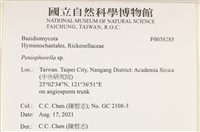 擬筍殼菌屬藏品圖，第2張