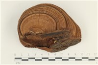 登錄號:F0038287藏品圖，第1張