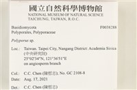 多孔菌屬藏品圖，第2張
