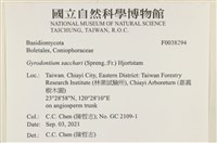 糖圓齒菌藏品圖，第2張