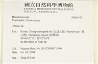 阿太菌屬藏品圖，第2張