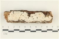 登錄號:F0038324藏品圖，第1張