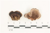 登錄號:F0038328藏品圖，第1張